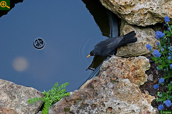  Our blackbird taking a bath 