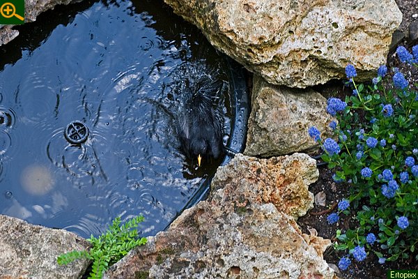  Our blackbird taking a bath 